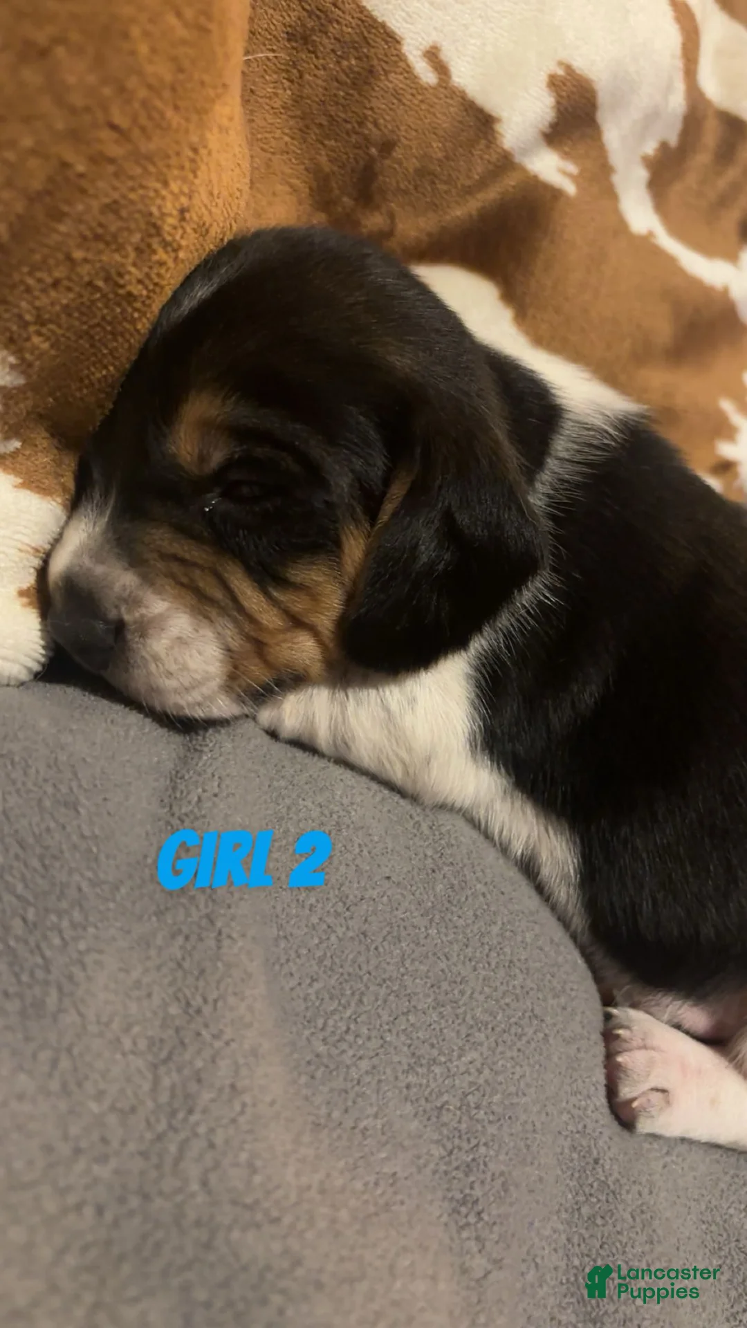 Beagle dogs for sale: Beagle 4 - Ad 1
