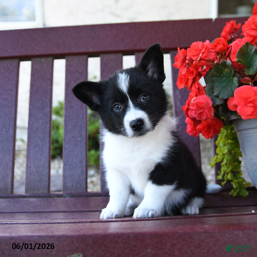 Mixed Breed dogs Belle - Ad 2