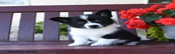 Mixed Breed dogs for sale: Belle - Ad 2