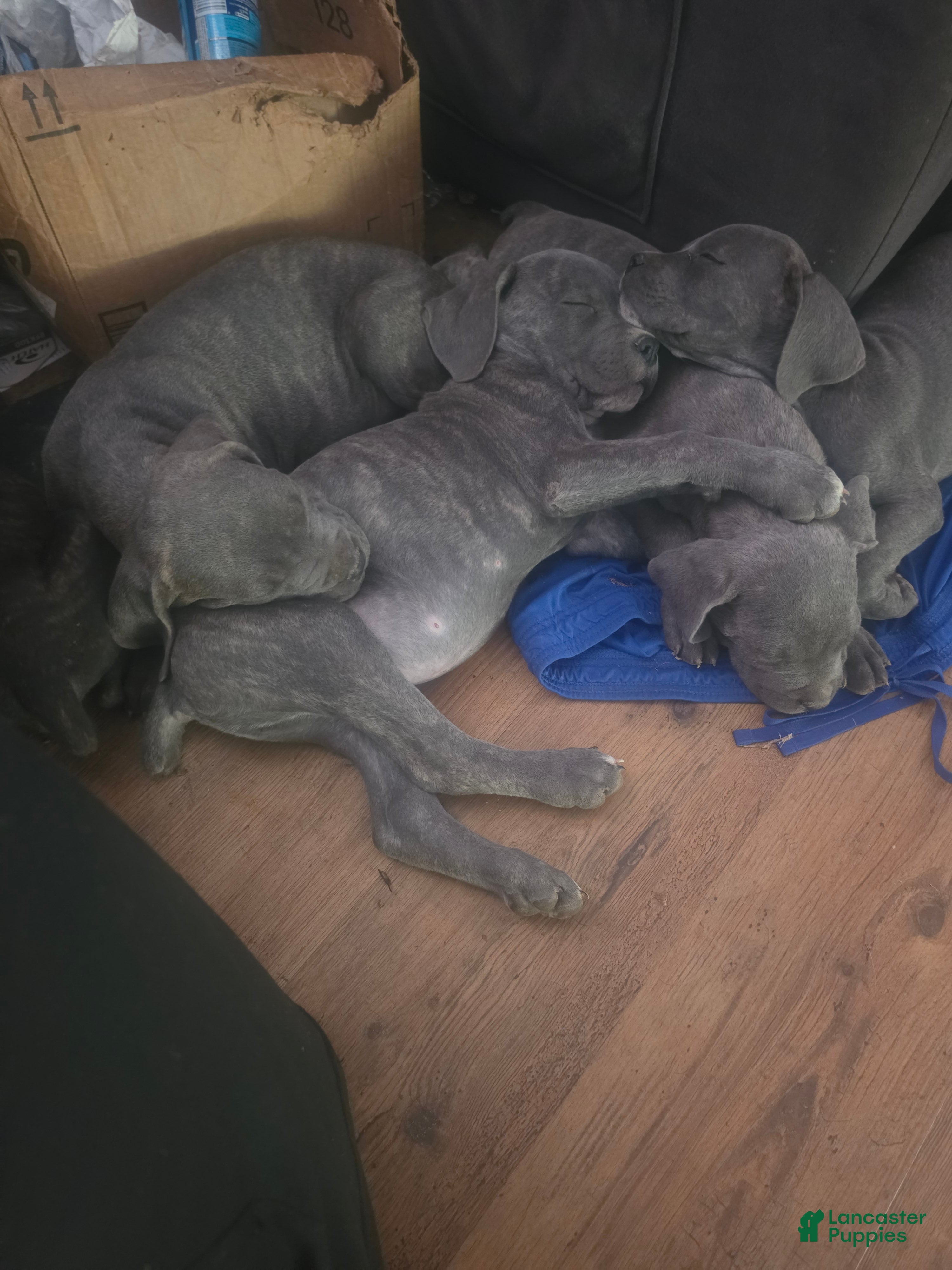 Cane Corso dogs Gray Male Brindle 1 - Ad 1