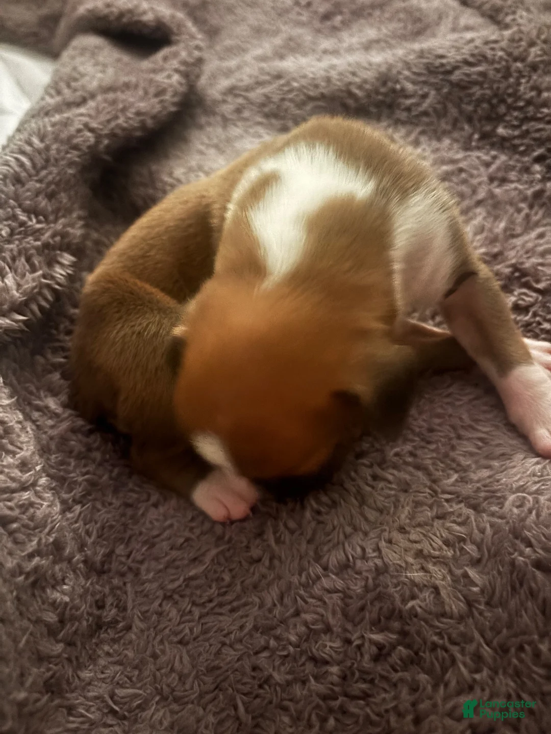 Boxer dogs for sale: Light brown female - Ad 2