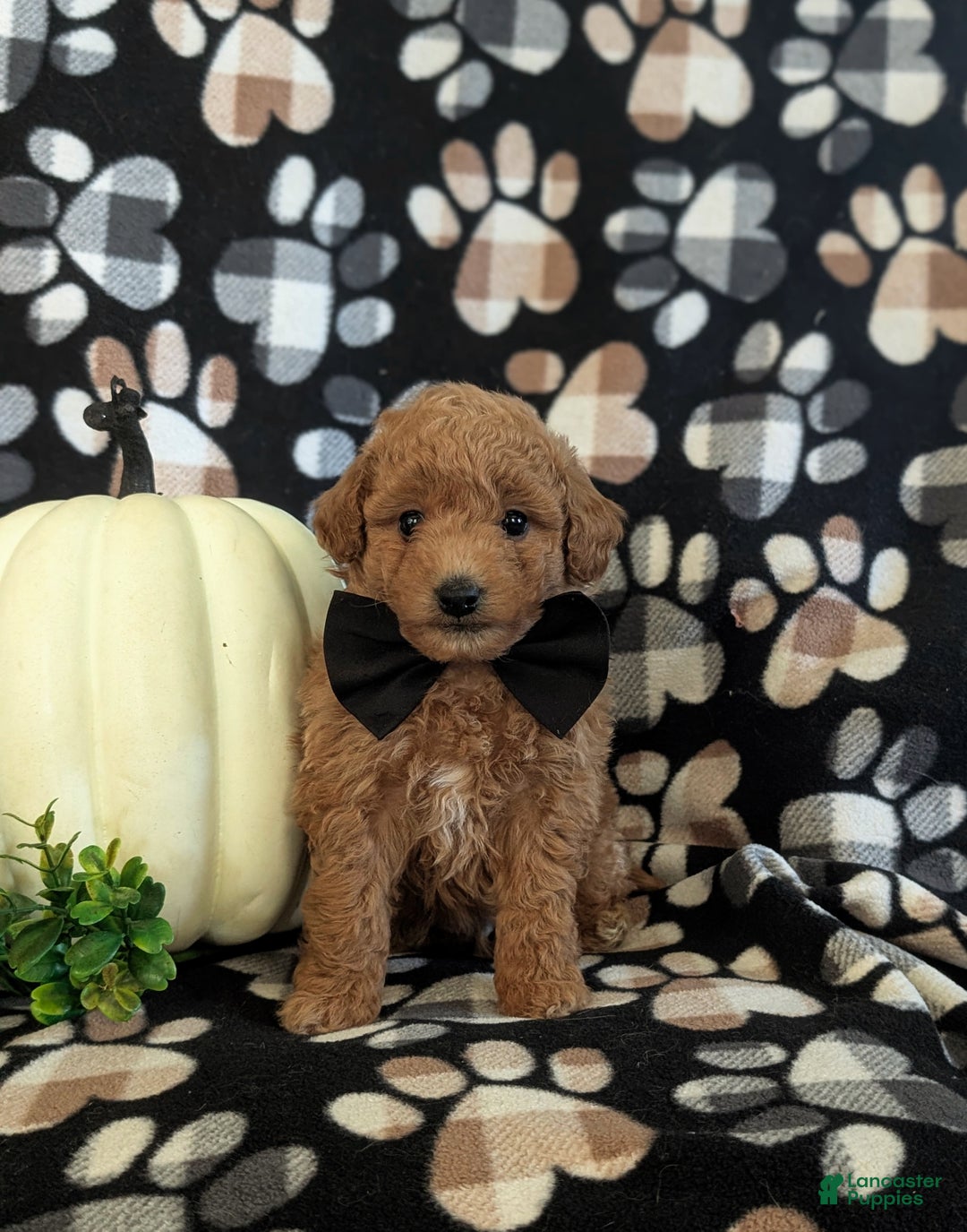 Bichpoo dogs for sale: Truman 9 lbs full grown - Ad 1
