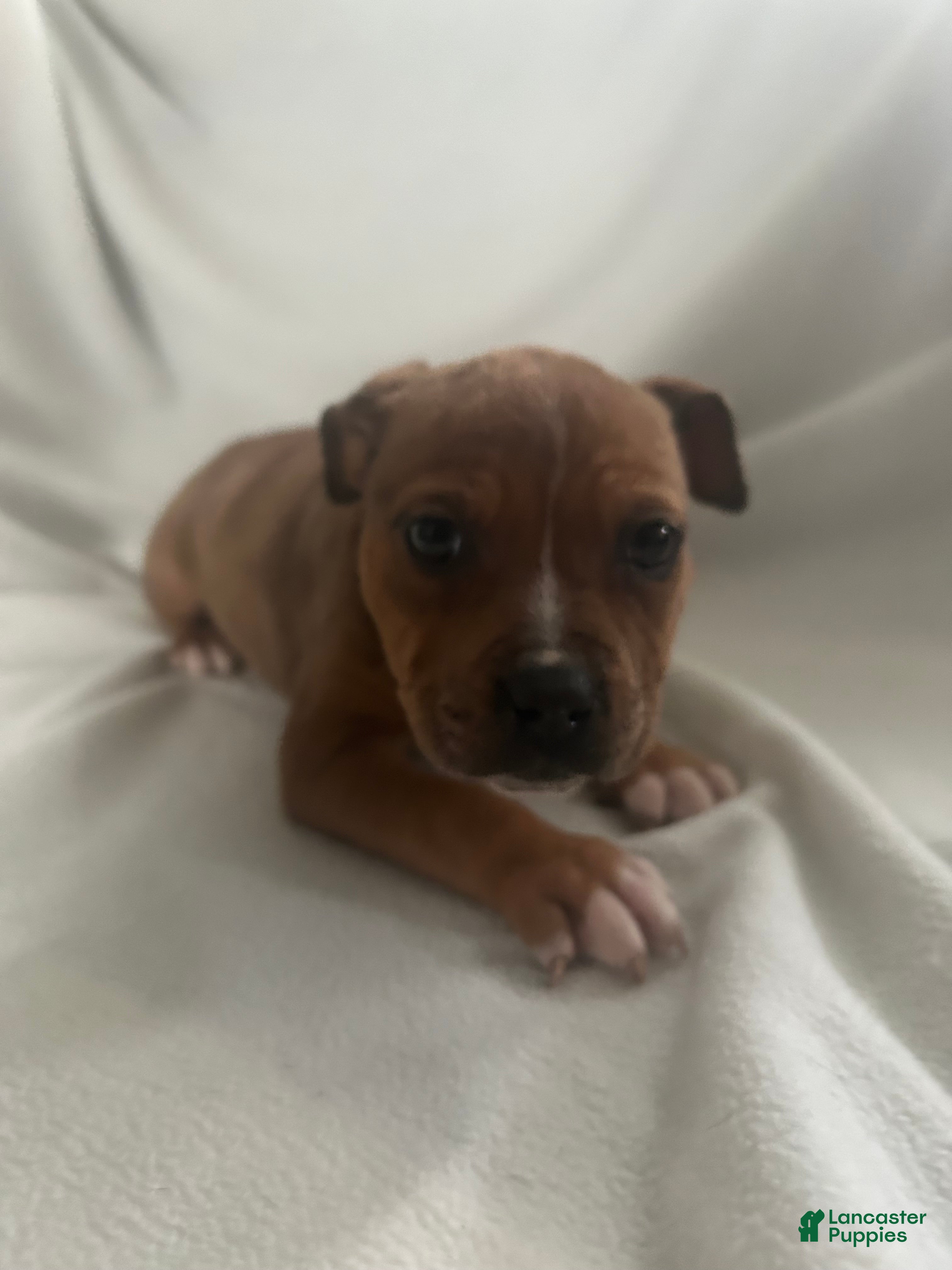 American Bully dogs American Bully Puppy 1 - Ad 1