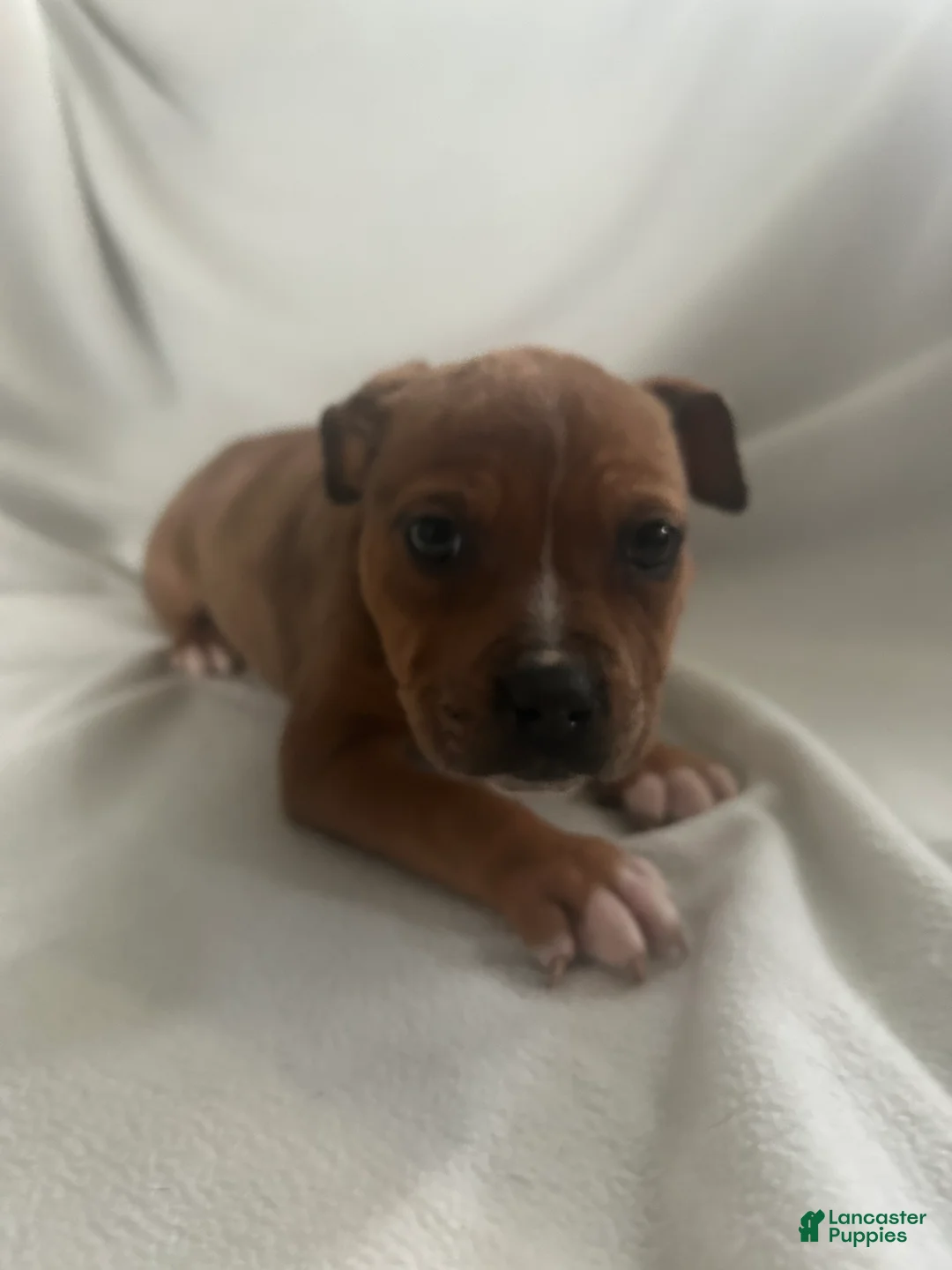 American Bully dogs for sale: American Bully Puppy 1 - Ad 1