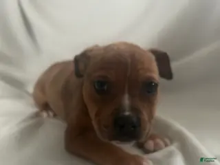 American Bully dogs American Bully Puppy 1 - Ad 1