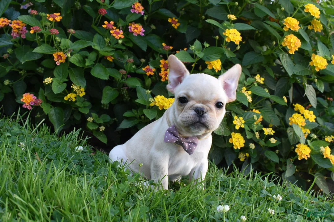 French Bulldog dogs for sale: Sonya  - Ad 5
