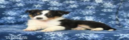 Shetland Sheepdog dogs for sale: Pepper - Ad 4