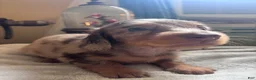Dachshund dogs for sale: Glenn AKC long coat mini - Ad 10