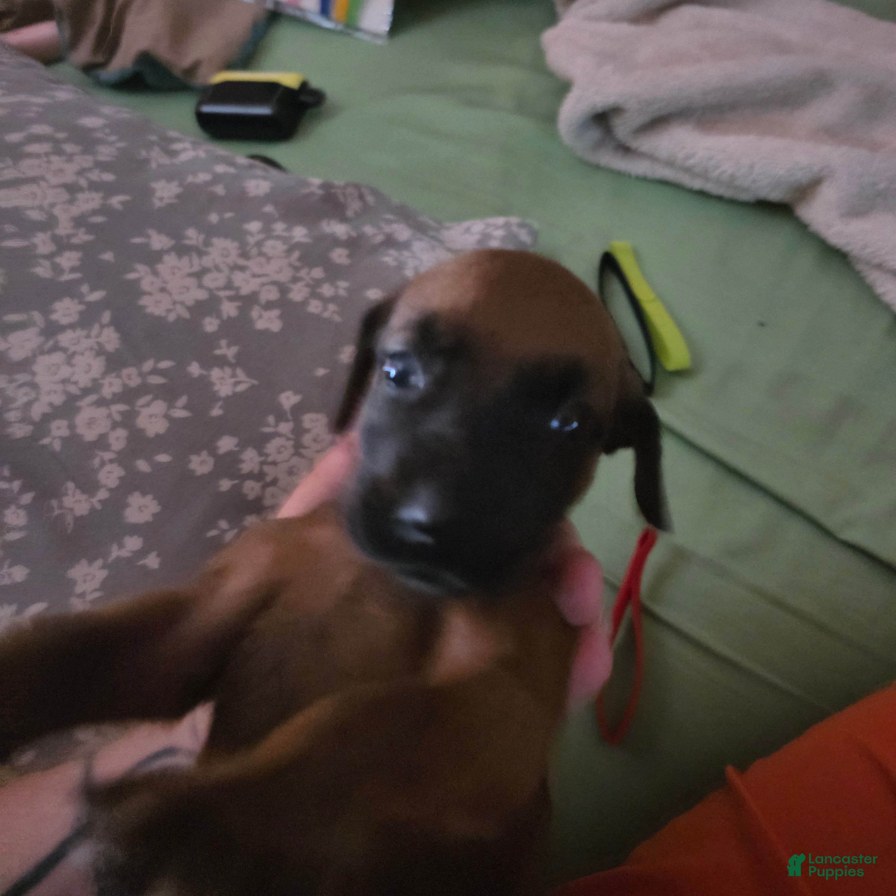 Redbone Coonhound dogs Redbone Coonhound 9 - Ad 5