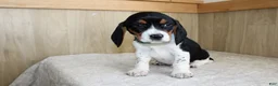 Beagle dogs for sale: Vernon - Ad 3