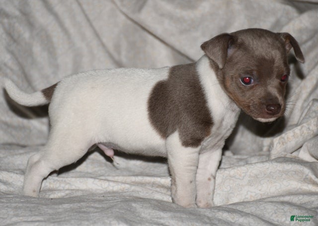 Rat Terrier dogs Edward  - Ad 1