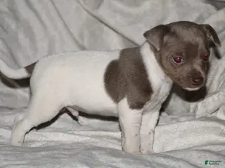 Rat Terrier dogs Edward - Ad 1