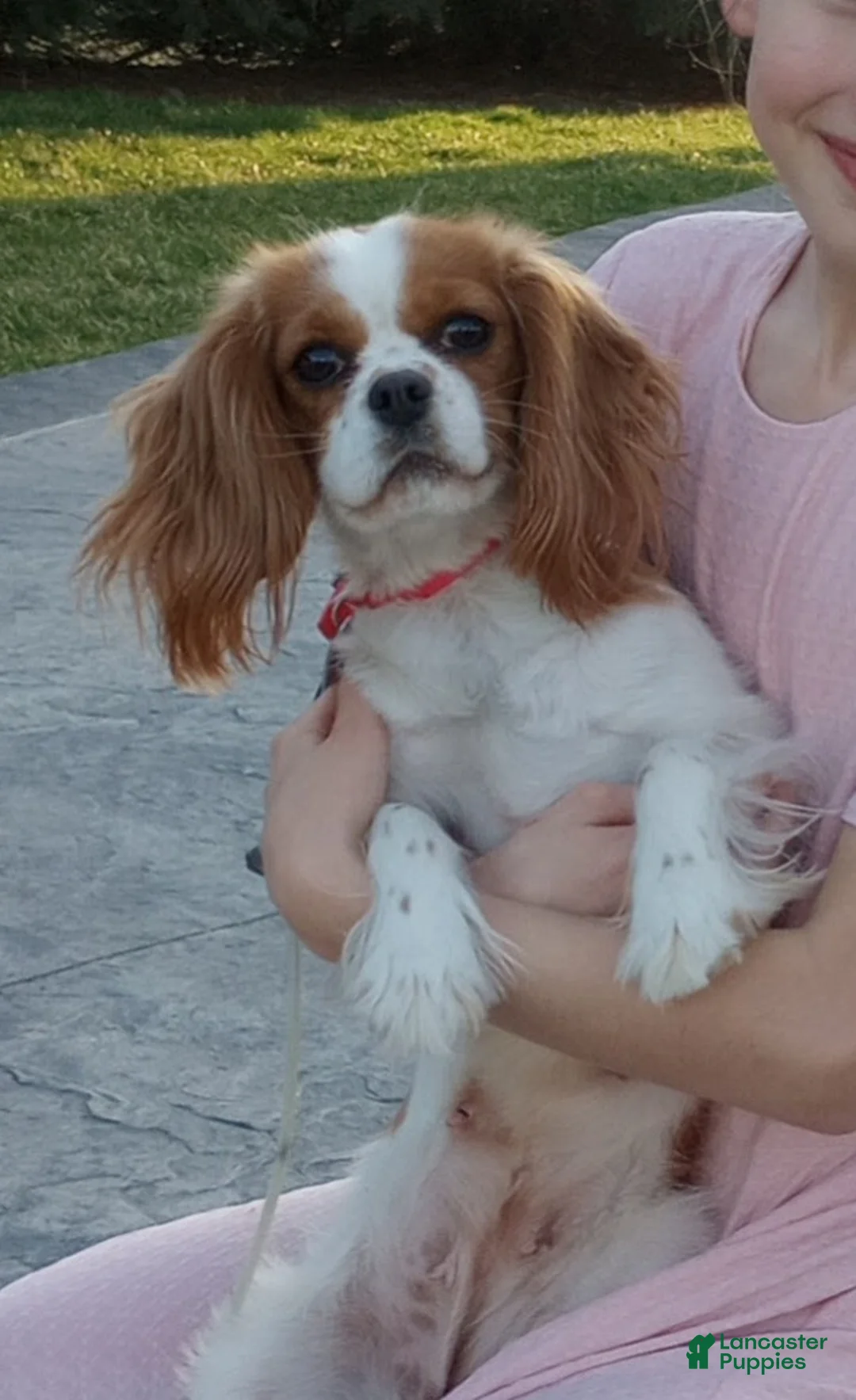 Cavapoo dogs for sale: Angela - Ad 16