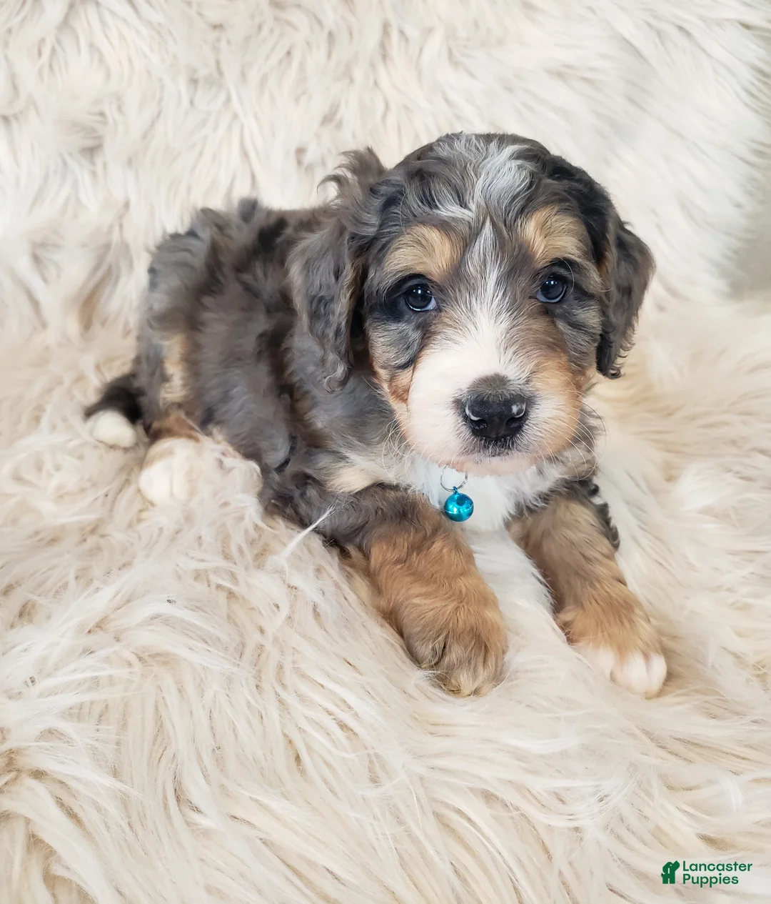 Mini Bernedoodle dogs for sale: Roscoe - Ad 5