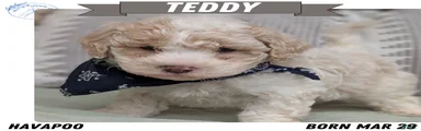 Teddy