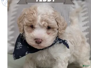 Havapoo dogs for sale: Teddy - Ad 1