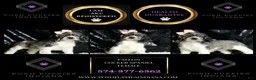 Cocker Spaniel dogs for sale: Fallon - Ad 5