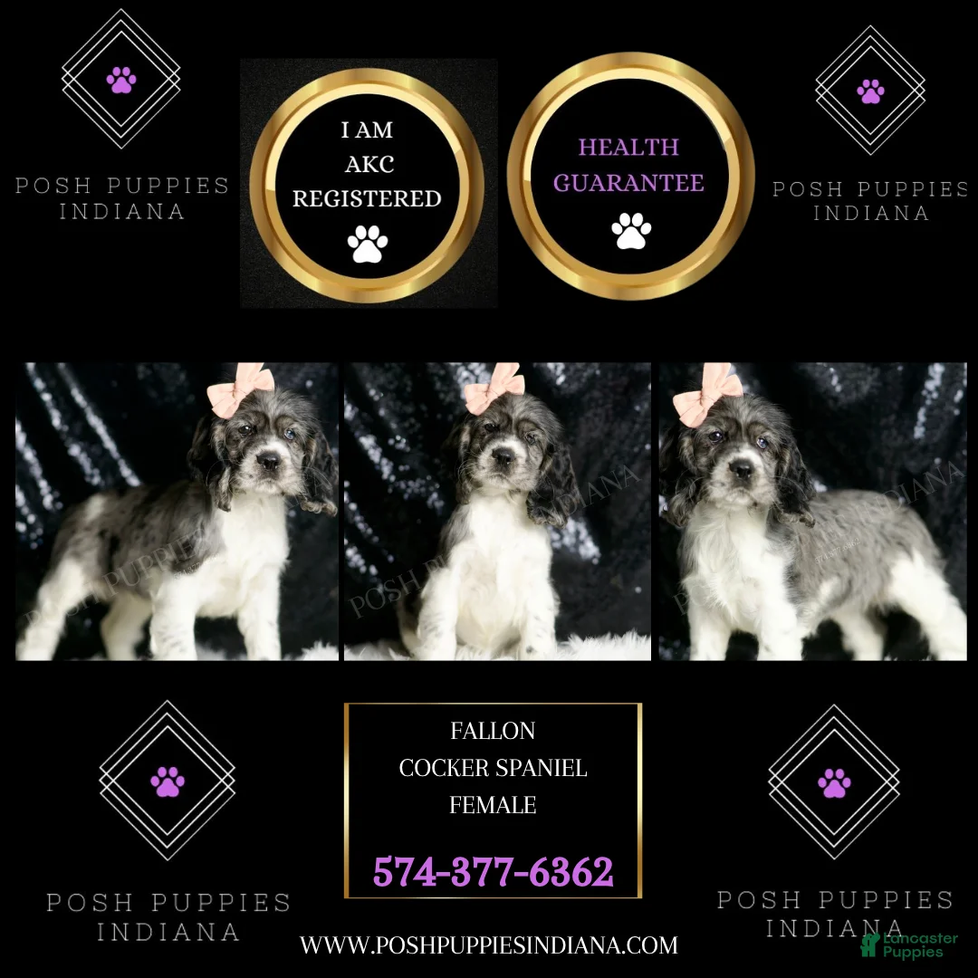 Cocker Spaniel dogs for sale: Fallon - Ad 5
