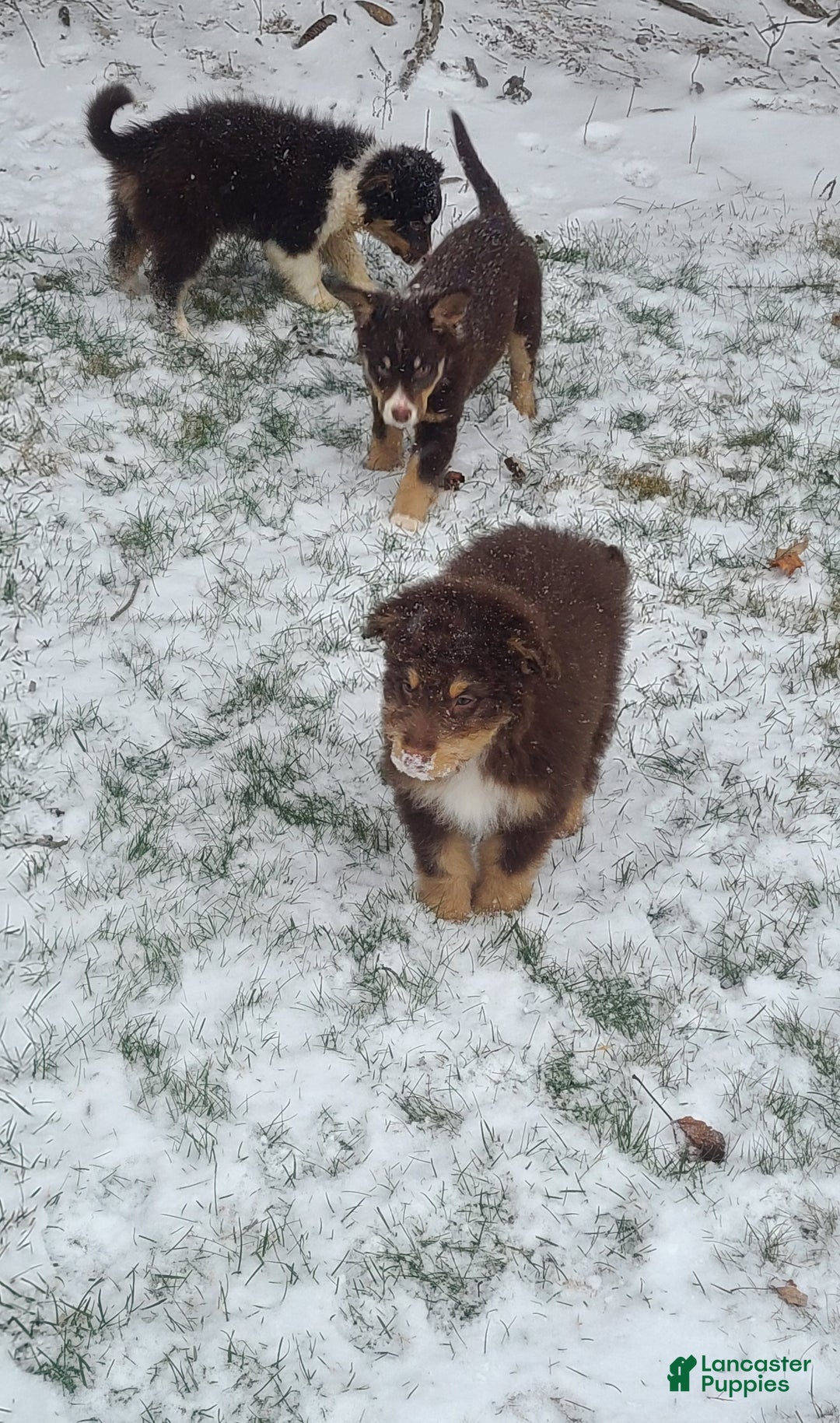 Aussiedoodle dogs for sale: Aussiedoodle Puppy 1 - Ad 2