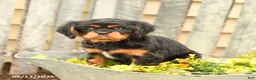 Cavalier King Charles Spaniel dogs for sale: Sunshine - Ad 2