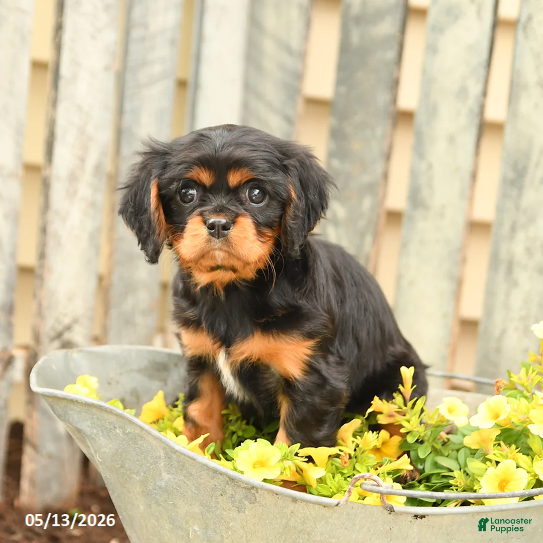 Cavalier King Charles Spaniel dogs for sale: Sunshine - Ad 2