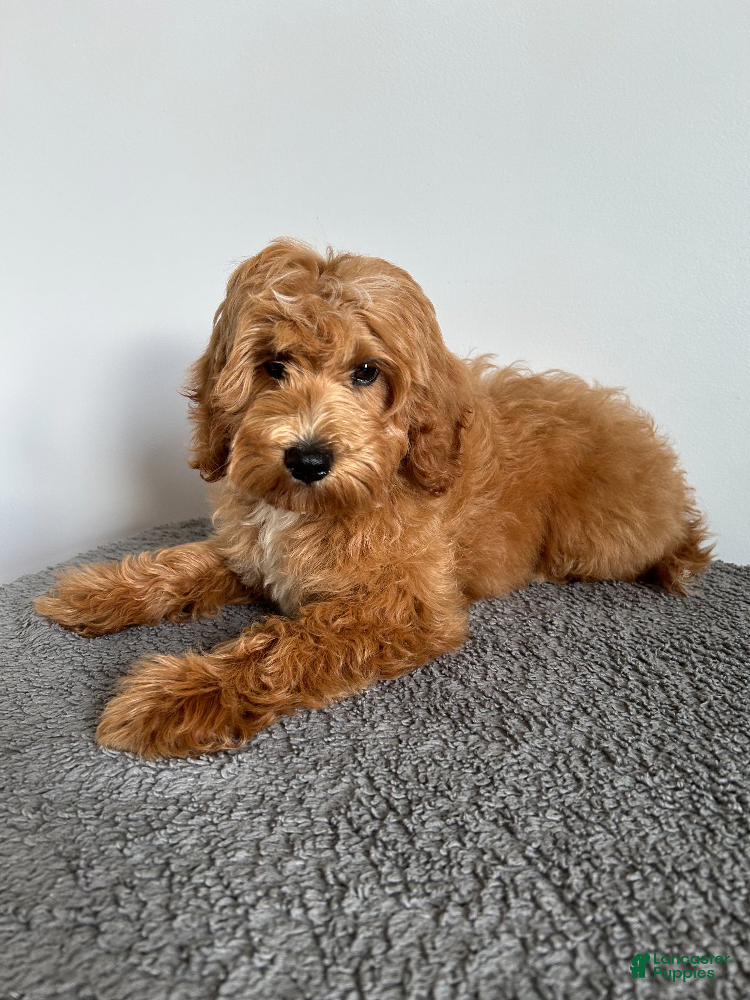 Cavachon dogs Jasper - Ad 14