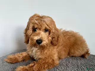 Cavachon dogs Jasper - Ad 14