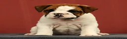 English Bulldog dogs for sale: Jasper - Ad 2