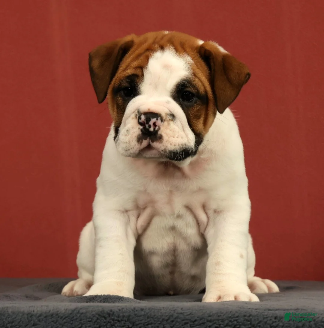English Bulldog dogs for sale: Jasper - Ad 2