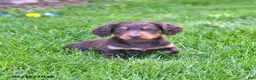 Miniature Dachshund dogs for sale: Twinkle - Ad 4