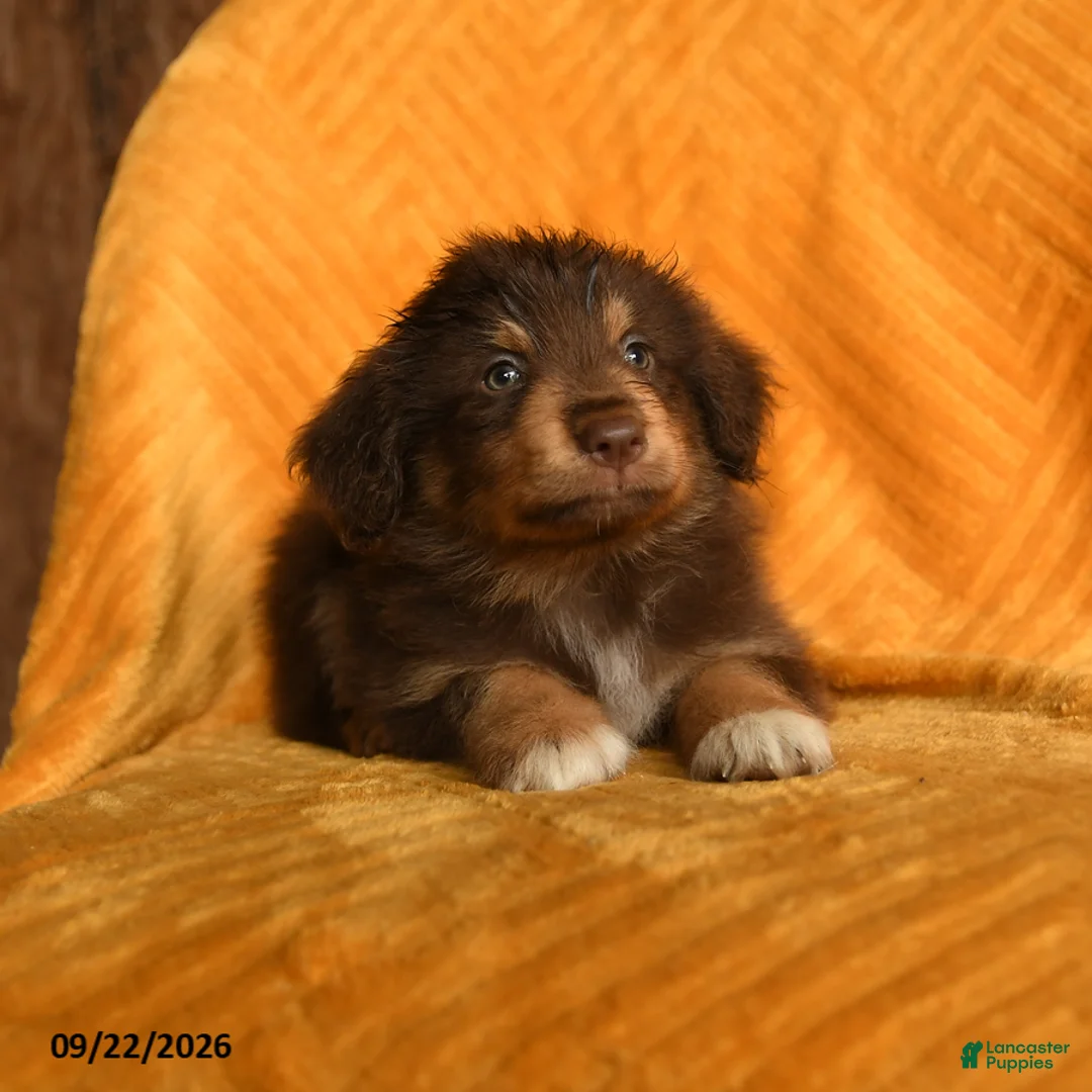 Mixed Breed dogs for sale: Milo - Ad 3