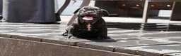 French Bulldog dogs for sale: Lilo - Solid Black Female (No brindle) - Rare - Ad 18