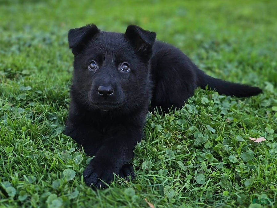 German Shepherd dogs for sale: Dolly - Ad 1