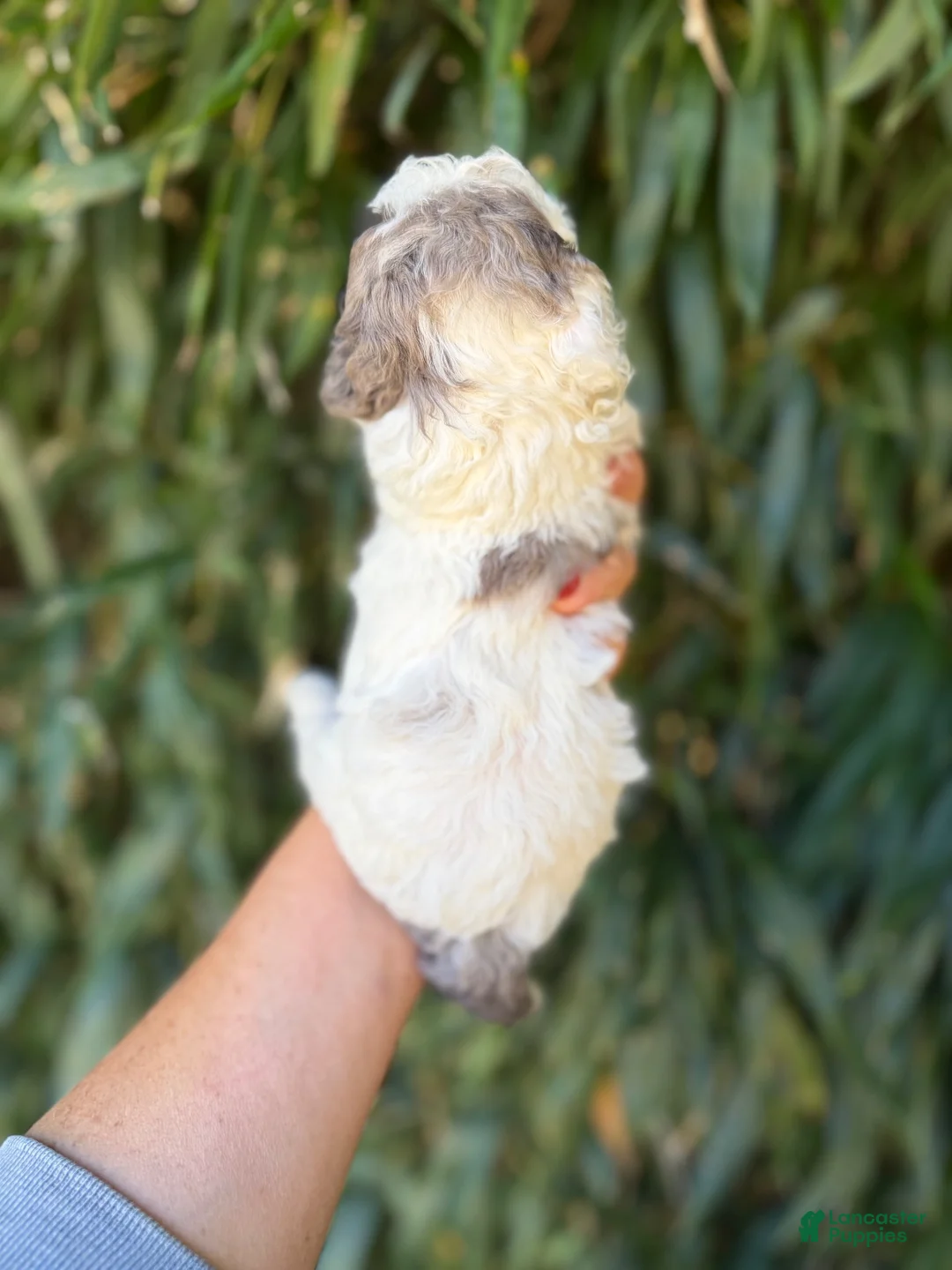 Cockapoo dogs for sale: Cockapoo 6 - Ad 3