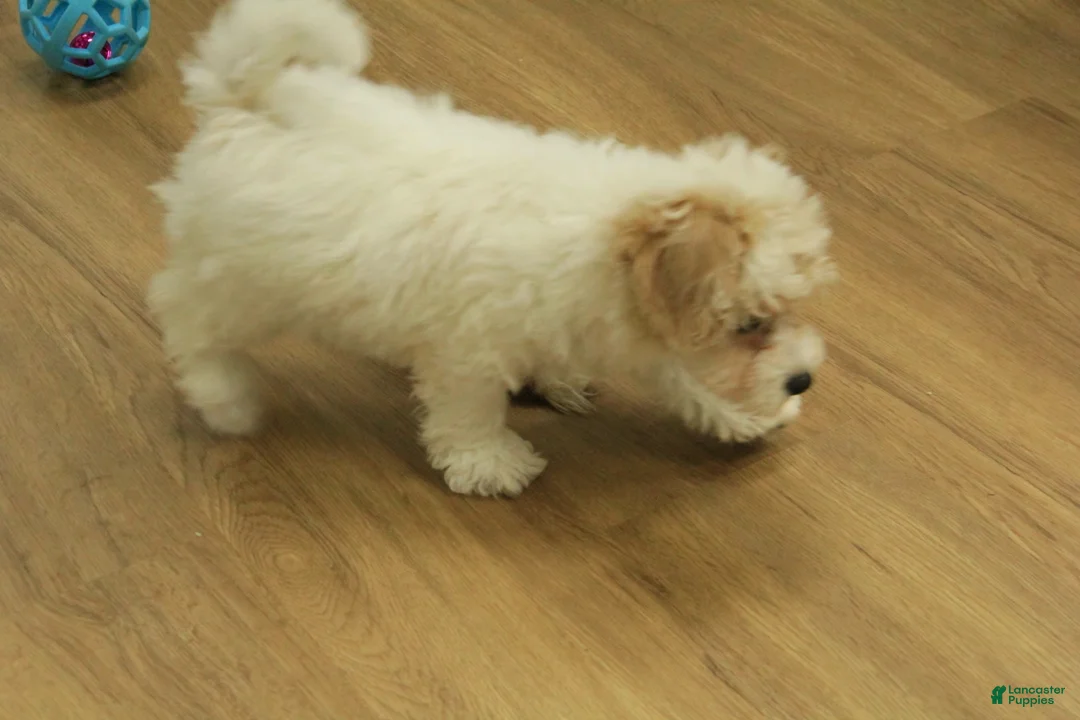 Bichpoo dogs for sale: Ramona - Ad 4