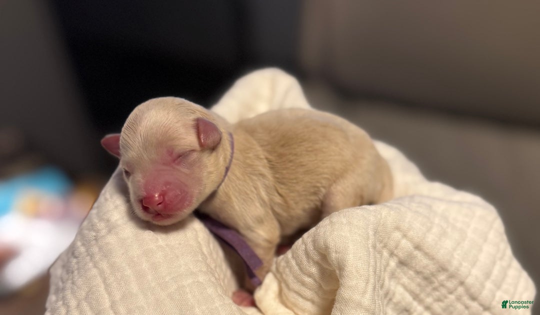 Miniature Schnauzer dogs for sale: Mr Sleet - Ad 2