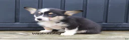 Welsh Corgi Pembroke dogs for sale: Wednesday - Ad 2
