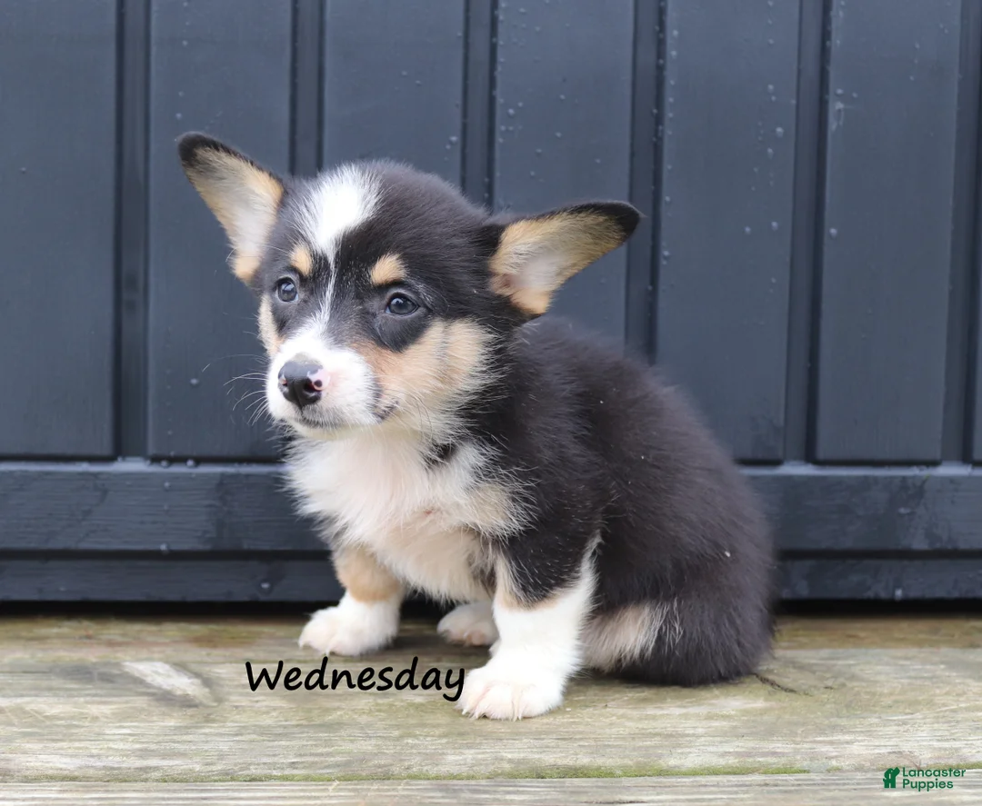 Welsh Corgi Pembroke dogs for sale: Wednesday - Ad 2