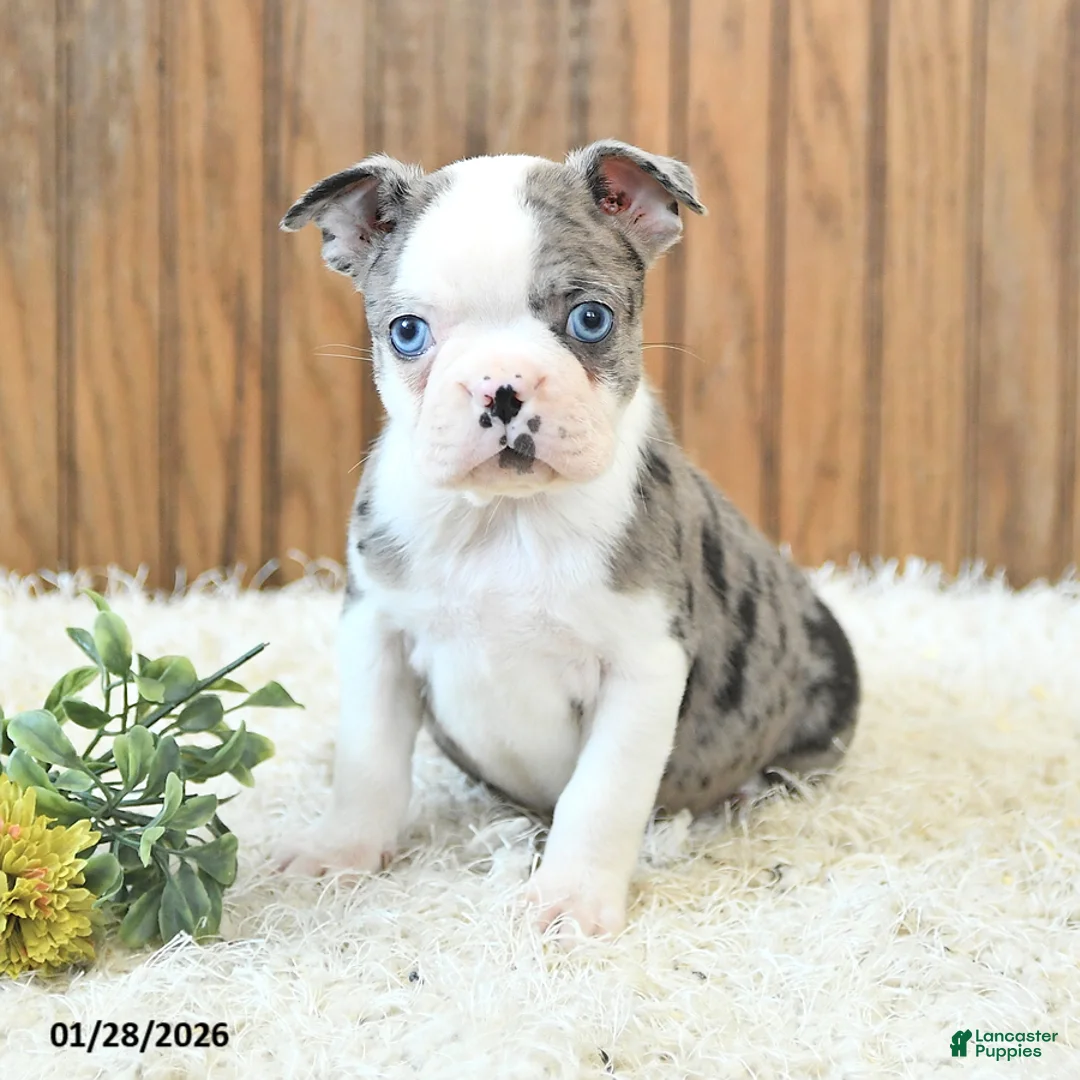 Boston Terrier dogs for sale: Max - Ad 3