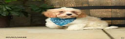 Cavachon dogs for sale: Trevor - Ad 3