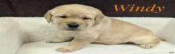 Labrador Retriever dogs for sale: Sunny - Ad 18