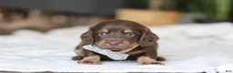 Miniature Dachshund dogs for sale: Glizzy - Ad 2