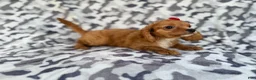 Cavapoo dogs for sale: Rissa - Ad 4