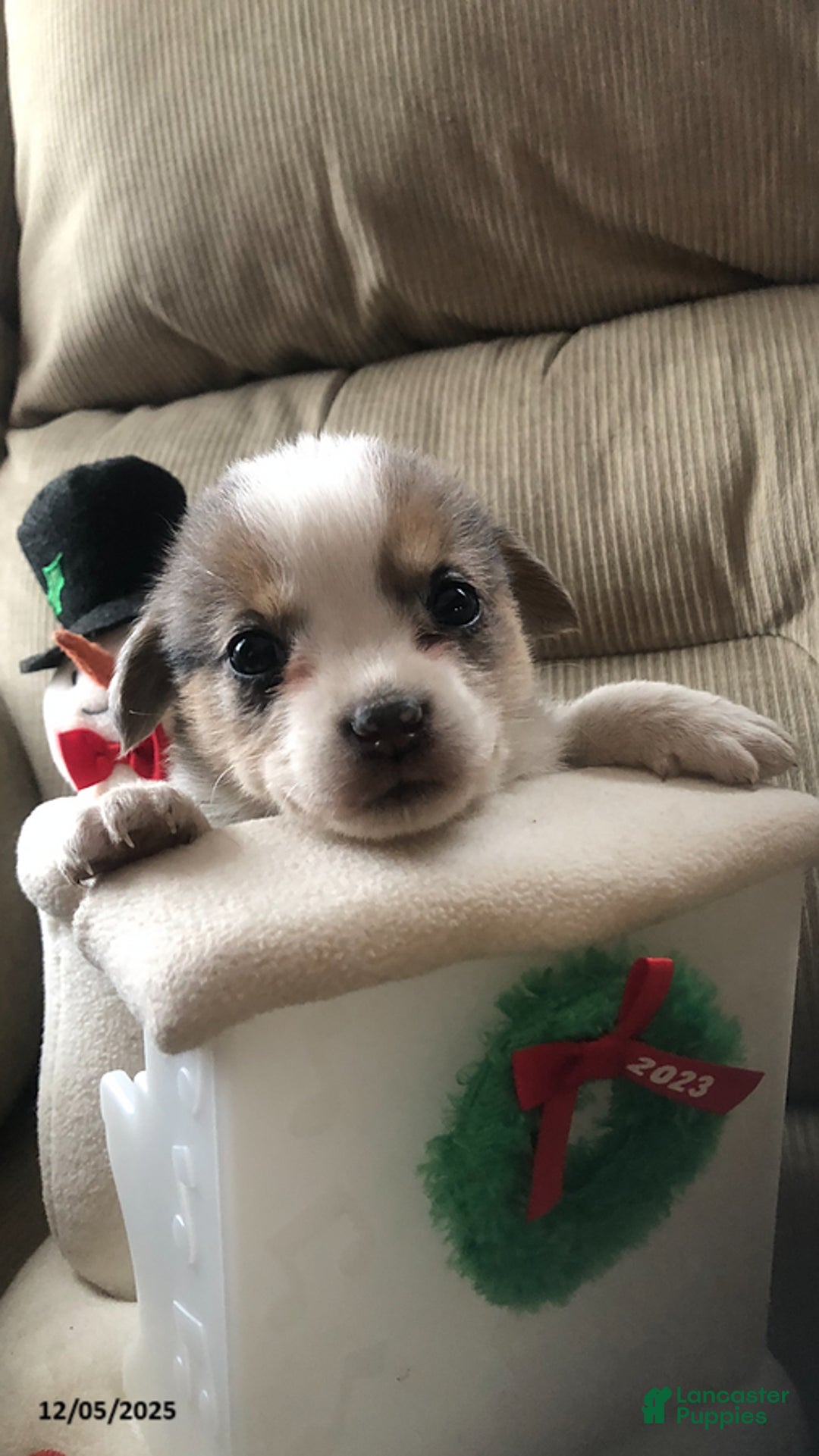 Mixed Breed dogs for sale: Baby Jo - Ad 1