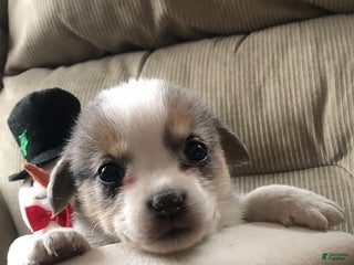 Mixed Breed dogs Baby Jo - Ad 6