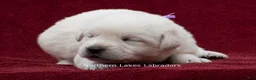 Labrador Retriever dogs for sale: Meredith - Ad 2