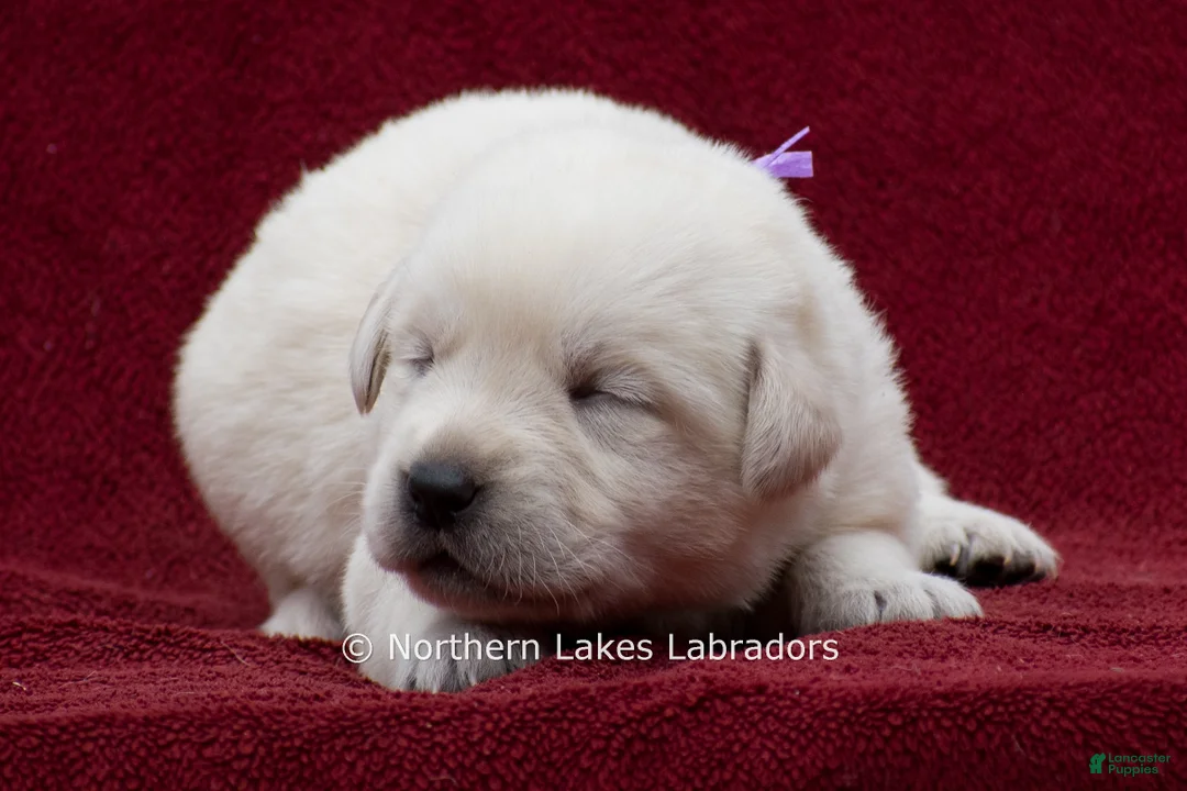 Labrador Retriever dogs for sale: Meredith - Ad 2