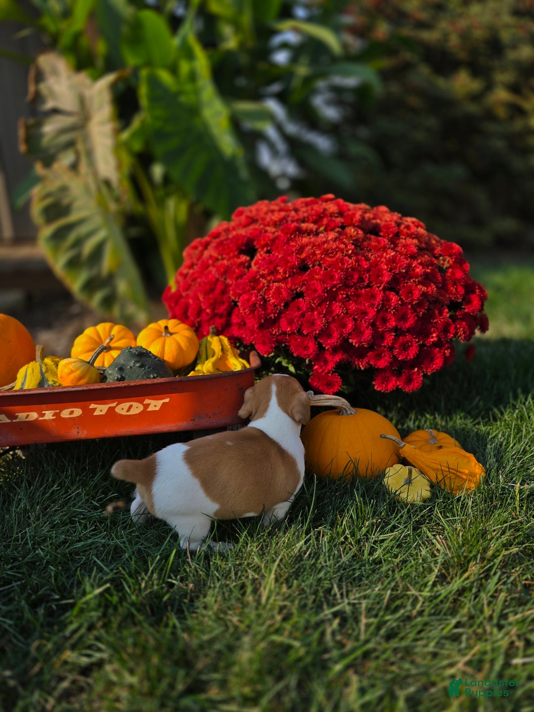 Jack Russell Terrier dogs for sale: Thumbilina - Ad 4