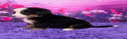 Bernese Mountain Dog dogs for sale: Daisy - Ad 3