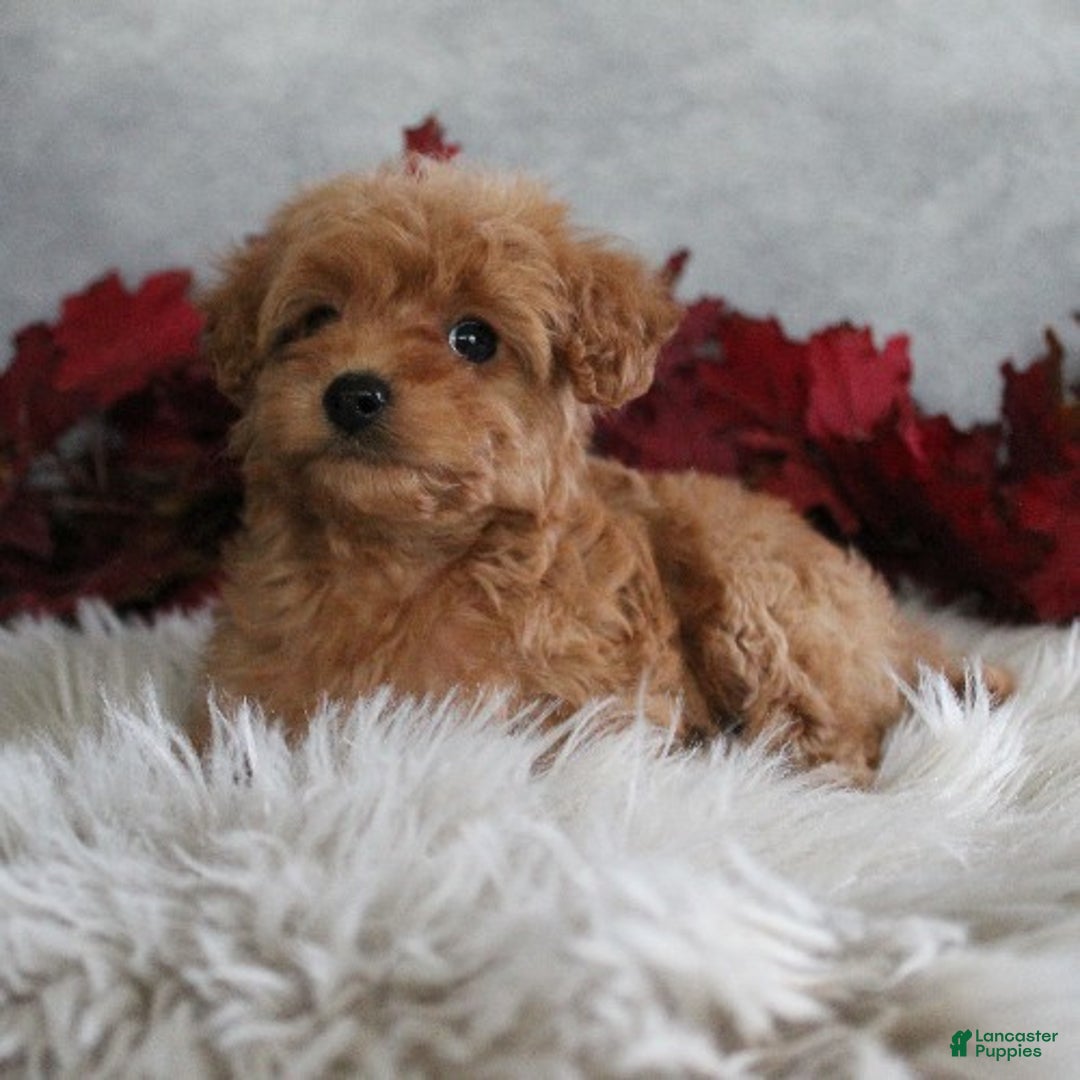 Cavapoo dogs for sale: Cinnamon - Ad 4